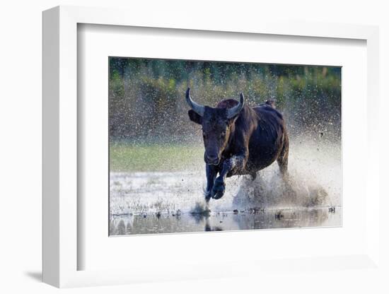 Camargue bull running through marshland, Camargue, France-Tony Heald-Framed Photographic Print