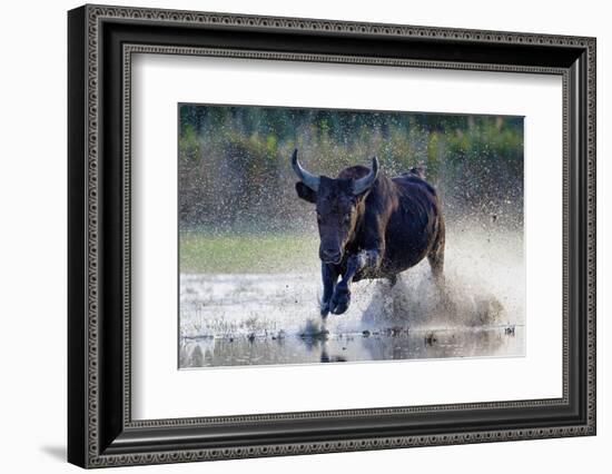Camargue bull running through marshland, Camargue, France-Tony Heald-Framed Photographic Print