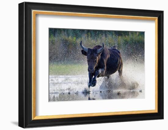 Camargue bull running through marshland, Camargue, France-Tony Heald-Framed Photographic Print