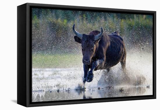 Camargue bull running through marshland, Camargue, France-Tony Heald-Framed Premier Image Canvas