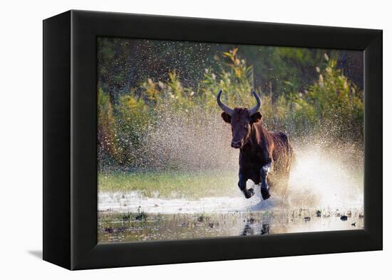 Camargue bull Running through marshland, Camargue, France-Tony Heald-Framed Premier Image Canvas