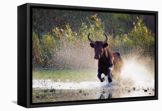 Camargue bull Running through marshland, Camargue, France-Tony Heald-Framed Premier Image Canvas