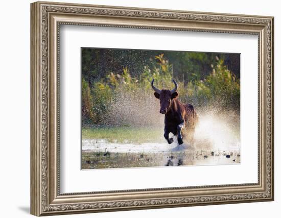 Camargue bull Running through marshland, Camargue, France-Tony Heald-Framed Photographic Print