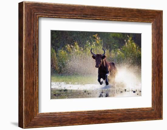 Camargue bull Running through marshland, Camargue, France-Tony Heald-Framed Photographic Print