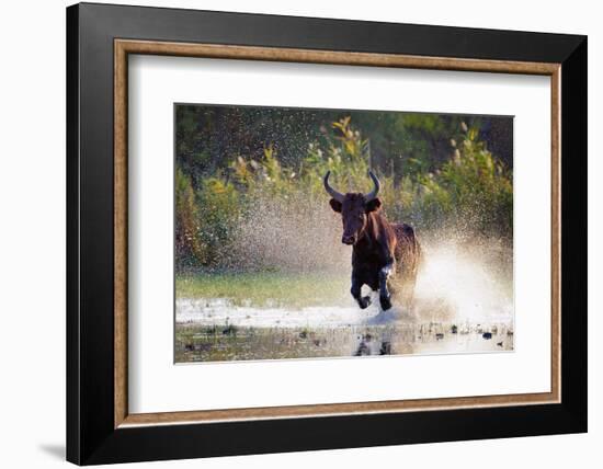 Camargue bull Running through marshland, Camargue, France-Tony Heald-Framed Photographic Print