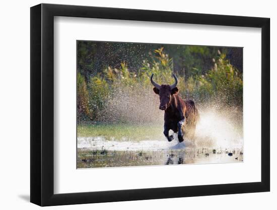 Camargue bull Running through marshland, Camargue, France-Tony Heald-Framed Photographic Print