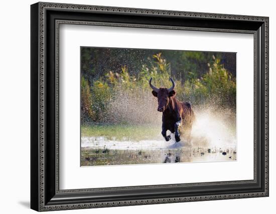 Camargue bull Running through marshland, Camargue, France-Tony Heald-Framed Photographic Print