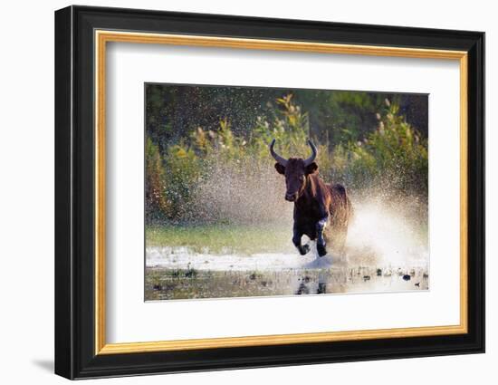 Camargue bull Running through marshland, Camargue, France-Tony Heald-Framed Photographic Print