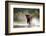 Camargue bull Running through marshland, Camargue, France-Tony Heald-Framed Photographic Print