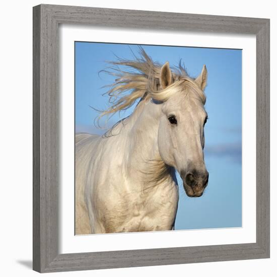 Camargue horse running, Camargue, France-Tony Heald-Framed Photographic Print