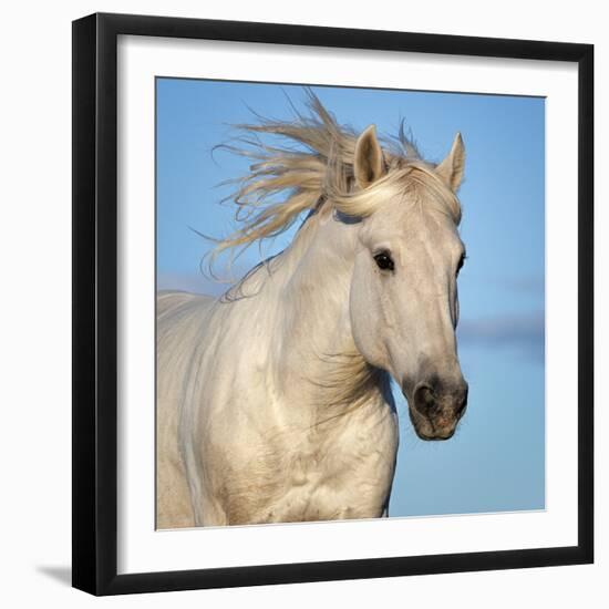 Camargue horse running, Camargue, France-Tony Heald-Framed Photographic Print