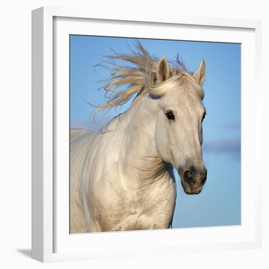 Camargue horse running, Camargue, France-Tony Heald-Framed Photographic Print