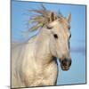 Camargue horse running, Camargue, France-Tony Heald-Mounted Photographic Print