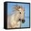 Camargue horse running, Camargue, France-Tony Heald-Framed Premier Image Canvas