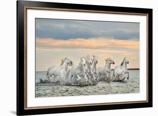 Camargue Horses - France-Xavier Ortega-Framed Art Print