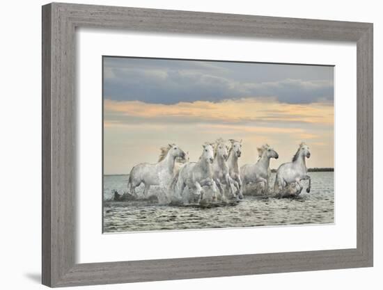 Camargue Horses - France-Xavier Ortega-Framed Giclee Print