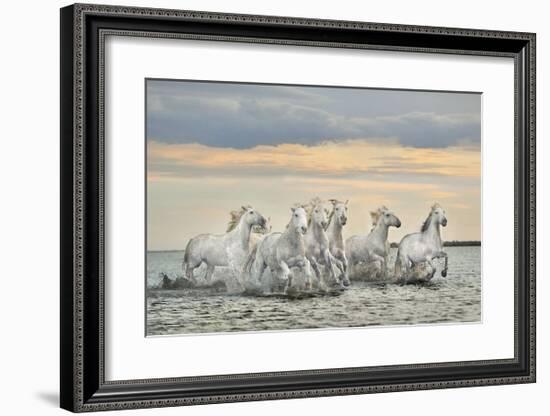 Camargue Horses - France-Xavier Ortega-Framed Giclee Print