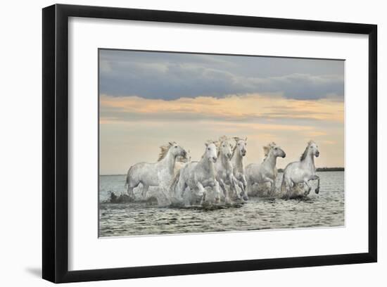 Camargue Horses - France-Xavier Ortega-Framed Giclee Print