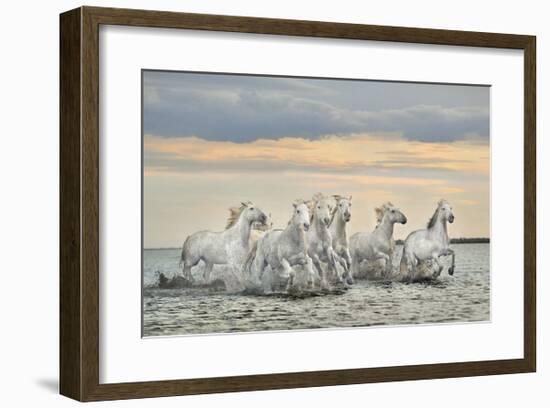Camargue Horses - France-Xavier Ortega-Framed Giclee Print