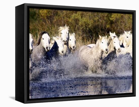 Camargue Horses, Ile Del La Camargue, France-Gavriel Jecan-Framed Premier Image Canvas