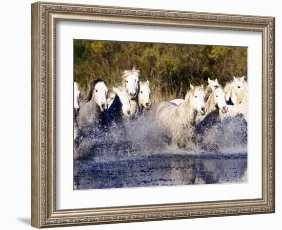 Camargue Horses, Ile Del La Camargue, France-Gavriel Jecan-Framed Photographic Print