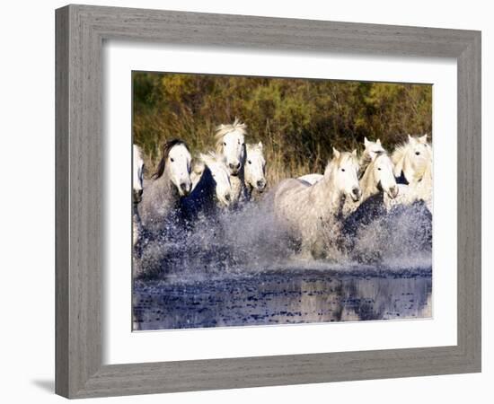 Camargue Horses, Ile Del La Camargue, France-Gavriel Jecan-Framed Photographic Print