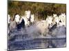 Camargue Horses, Ile Del La Camargue, France-Gavriel Jecan-Mounted Photographic Print