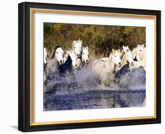 Camargue Horses, Ile Del La Camargue, France-Gavriel Jecan-Framed Photographic Print