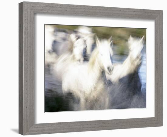 Camargue Horses, Ile Del La Camargue, France-Gavriel Jecan-Framed Photographic Print