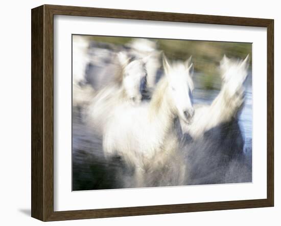 Camargue Horses, Ile Del La Camargue, France-Gavriel Jecan-Framed Photographic Print