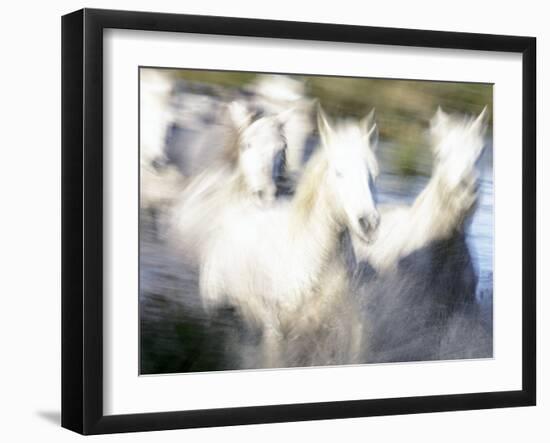 Camargue Horses, Ile Del La Camargue, France-Gavriel Jecan-Framed Photographic Print