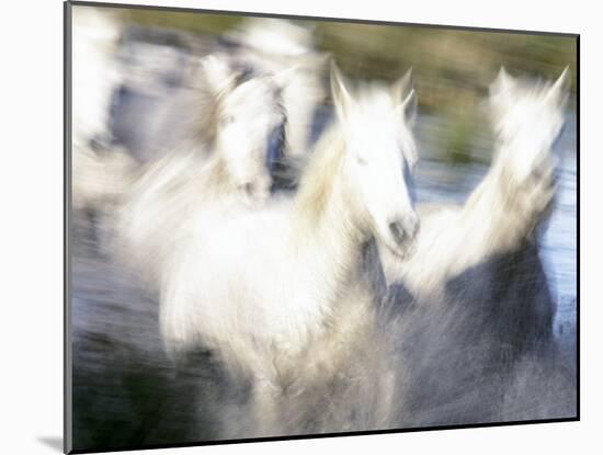 Camargue Horses, Ile Del La Camargue, France-Gavriel Jecan-Mounted Photographic Print