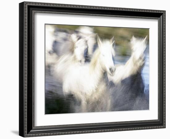 Camargue Horses, Ile Del La Camargue, France-Gavriel Jecan-Framed Photographic Print