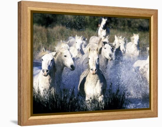 Camargue Horses, Ile Del La Camargue, France-Gavriel Jecan-Framed Premier Image Canvas