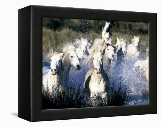 Camargue Horses, Ile Del La Camargue, France-Gavriel Jecan-Framed Premier Image Canvas