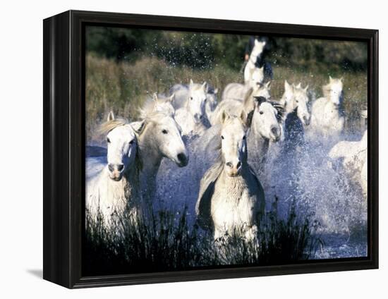 Camargue Horses, Ile Del La Camargue, France-Gavriel Jecan-Framed Premier Image Canvas