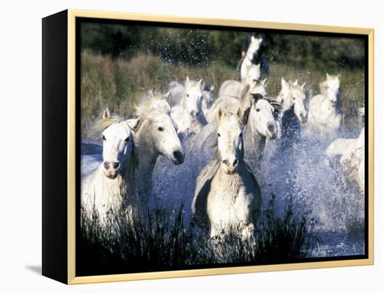 Camargue Horses, Ile Del La Camargue, France-Gavriel Jecan-Framed Premier Image Canvas