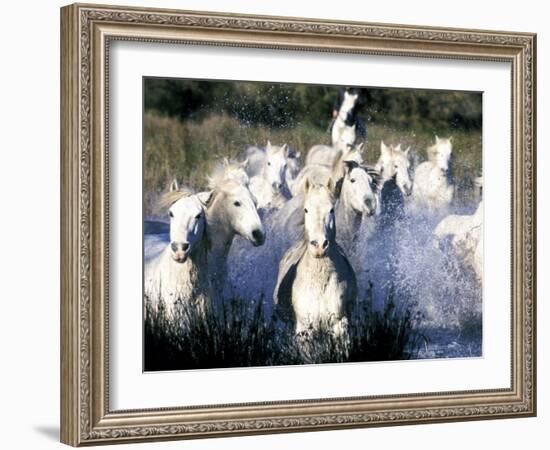 Camargue Horses, Ile Del La Camargue, France-Gavriel Jecan-Framed Photographic Print