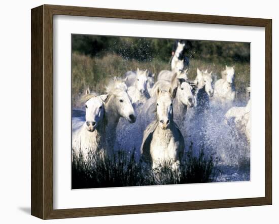 Camargue Horses, Ile Del La Camargue, France-Gavriel Jecan-Framed Photographic Print