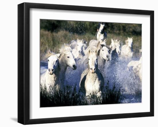 Camargue Horses, Ile Del La Camargue, France-Gavriel Jecan-Framed Photographic Print