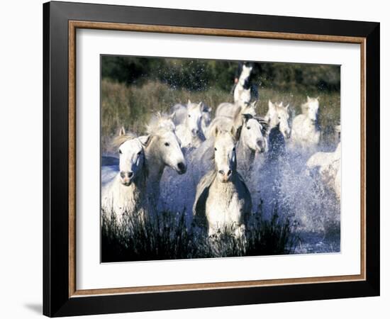 Camargue Horses, Ile Del La Camargue, France-Gavriel Jecan-Framed Photographic Print