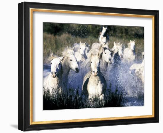 Camargue Horses, Ile Del La Camargue, France-Gavriel Jecan-Framed Photographic Print