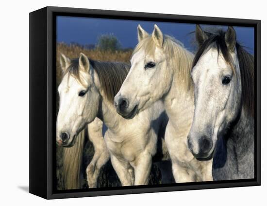 Camargue Horses, Ile Del La Camargue, France-Gavriel Jecan-Framed Premier Image Canvas