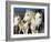 Camargue Horses, Ile Del La Camargue, France-Gavriel Jecan-Framed Photographic Print