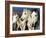 Camargue Horses, Ile Del La Camargue, France-Gavriel Jecan-Framed Photographic Print