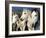 Camargue Horses, Ile Del La Camargue, France-Gavriel Jecan-Framed Photographic Print