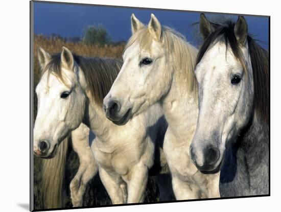 Camargue Horses, Ile Del La Camargue, France-Gavriel Jecan-Mounted Photographic Print