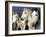 Camargue Horses, Ile Del La Camargue, France-Gavriel Jecan-Framed Photographic Print