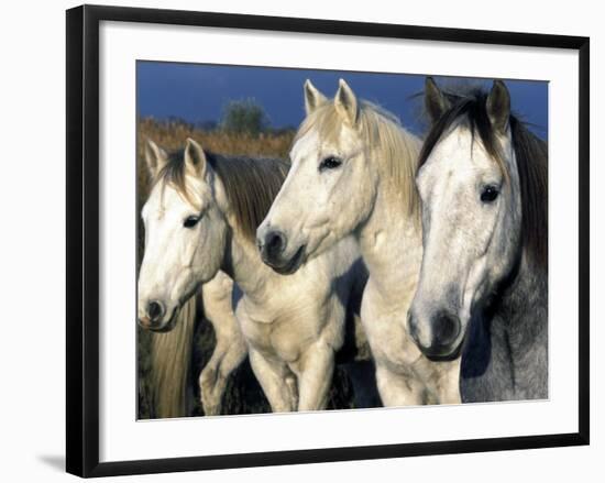 Camargue Horses, Ile Del La Camargue, France-Gavriel Jecan-Framed Photographic Print