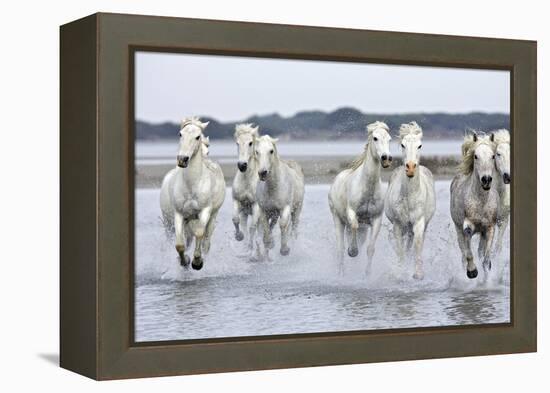 Camargue Horses Running Through Water-null-Framed Premier Image Canvas